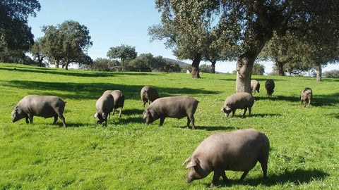 Wat is Pata Negra?