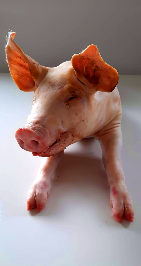 Speenvarken  €18,02/kg-€21,62/kg| Belgisch varkensvlees